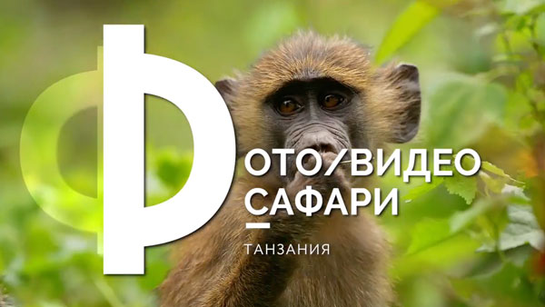 Танзания, фото/видео сафари, реклама проекта
